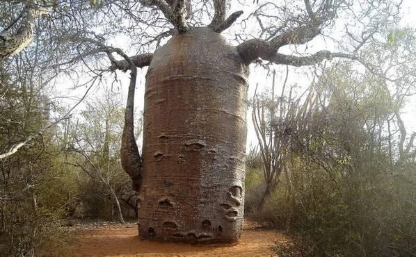 a thick tree trunk as an imitation of penis enlargement